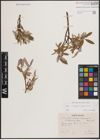 Foto von Salix eleagnos Scop. x Salix pyrenaica Gouan